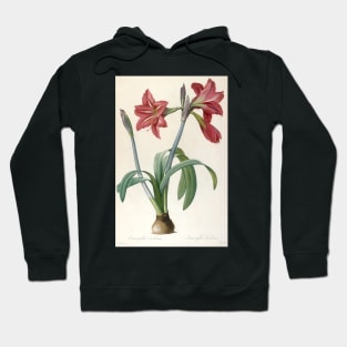 Amaryllis Brasiliensis (Brazilian Amaryllis) by Pierre-Joseph Redoute Hoodie